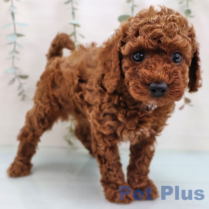 トイ・プードルの写真2