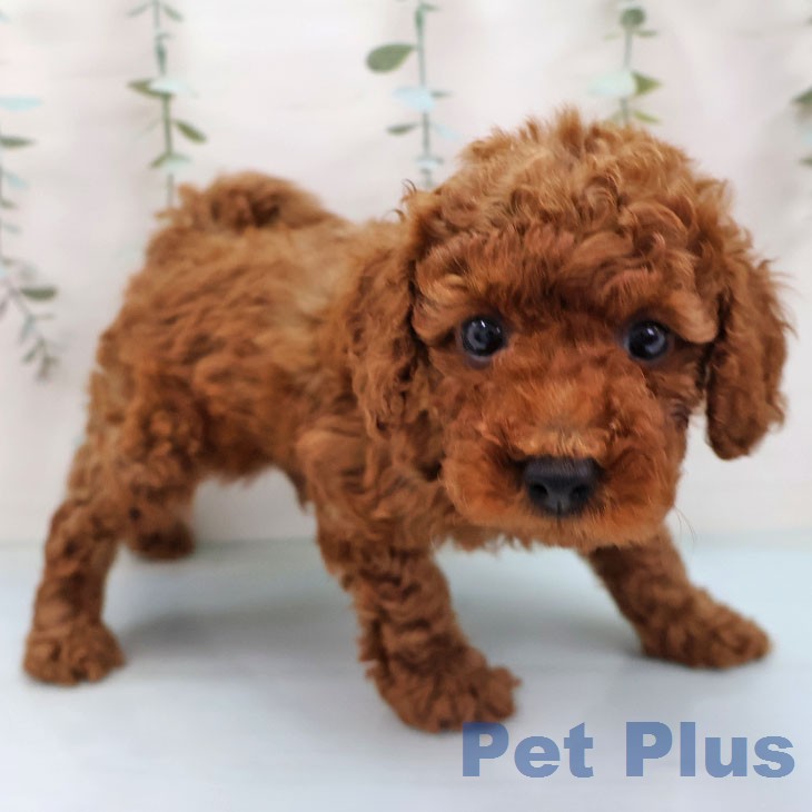 トイ・プードル