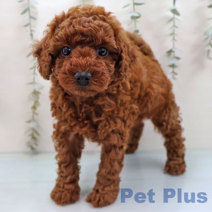 トイ・プードル