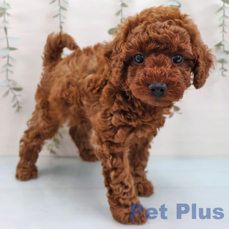 トイ・プードル