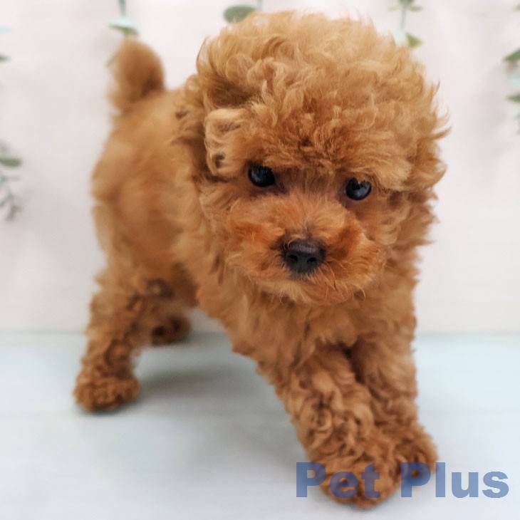 トイ・プードルの写真2