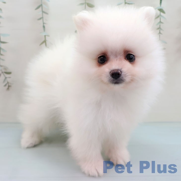 ポメラニアンの写真2