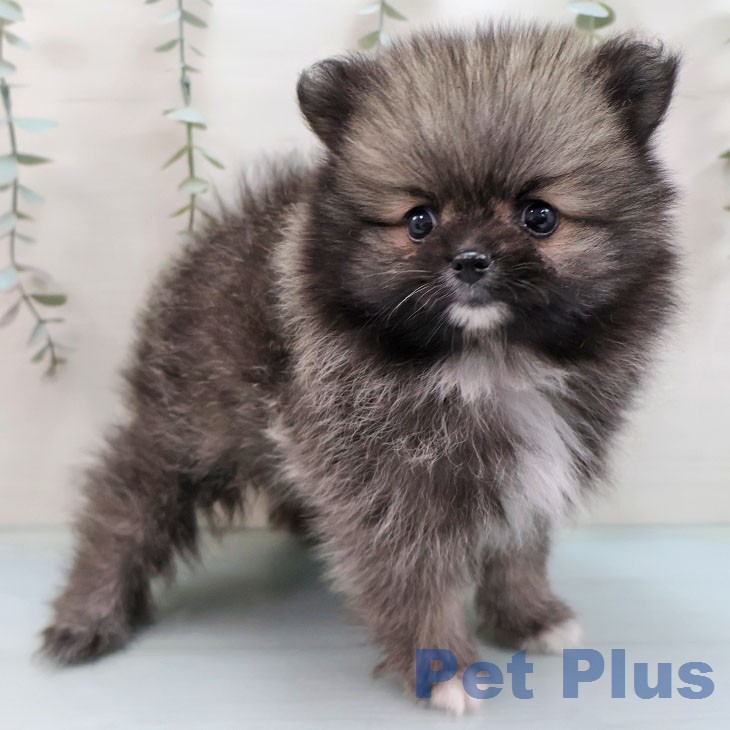 ポメラニアンの写真2
