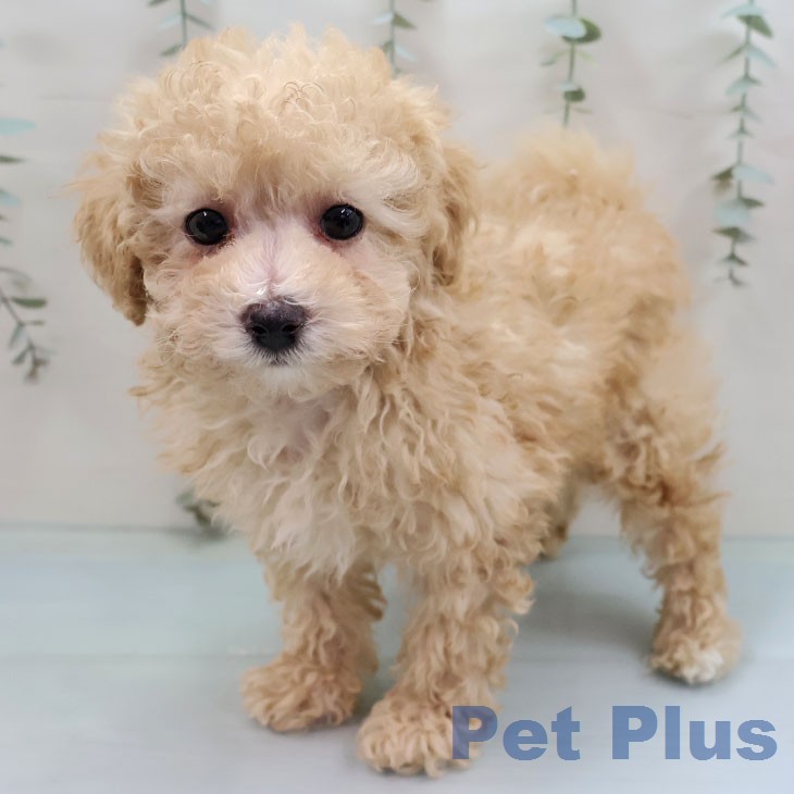 トイ・プードル