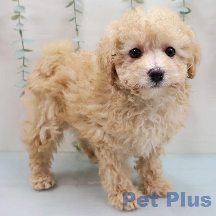 トイ・プードルの写真2