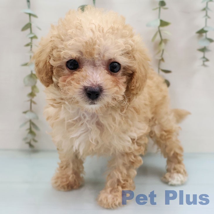 トイ・プードル