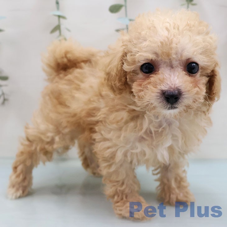 トイ・プードルの写真2