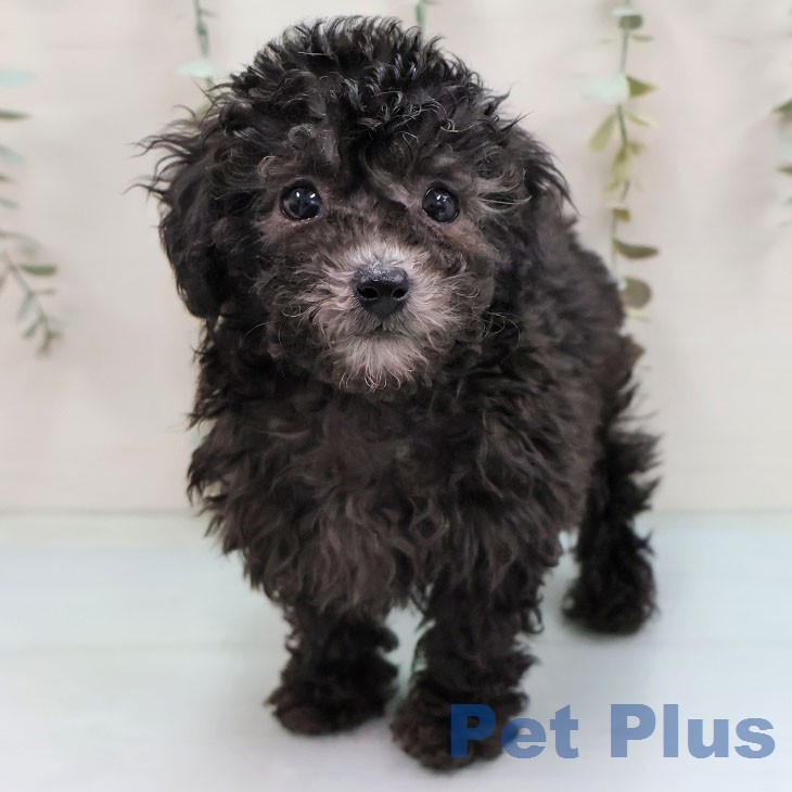 トイ・プードルの写真2