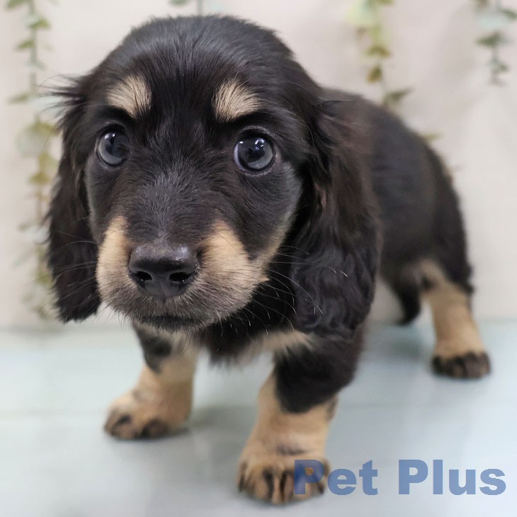 カニーンヘン・ダックスフンド