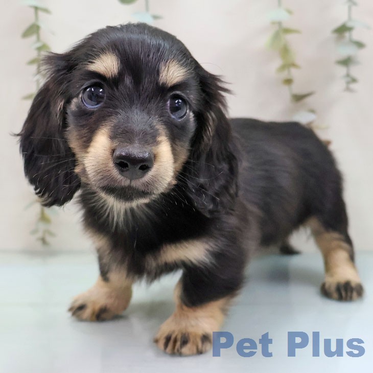 カニーンヘン・ダックスフンド