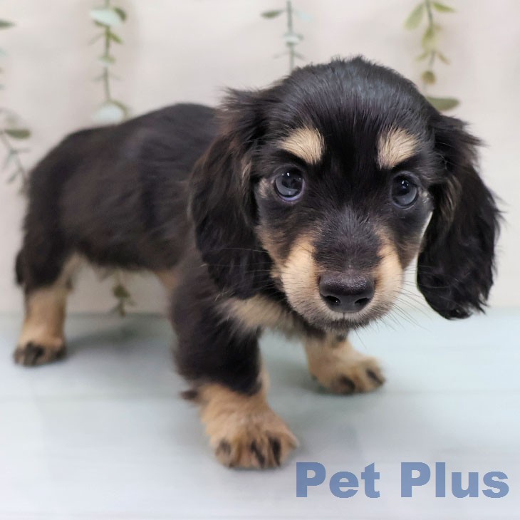 カニーンヘン・ダックスフンドの写真2