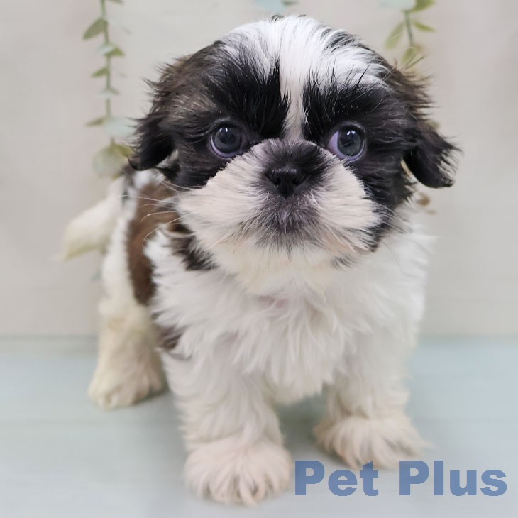 シー・ズーの写真2