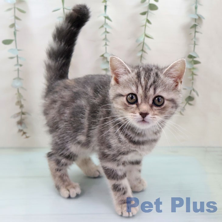 アメリカンショートヘア