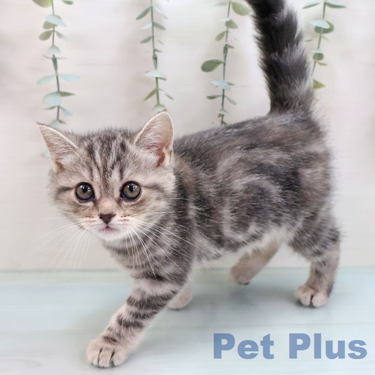 アメリカンショートヘアの写真2