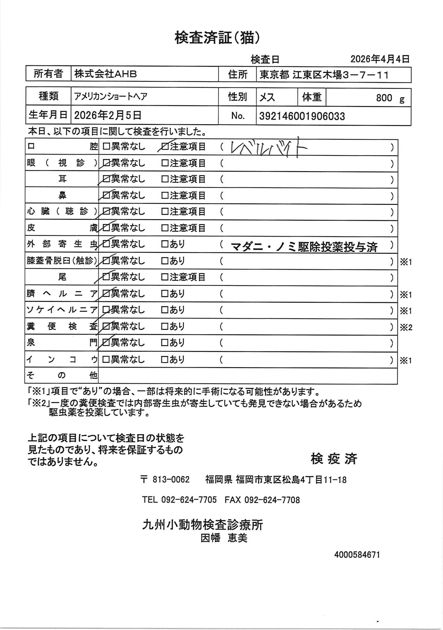 アメリカンショートヘア