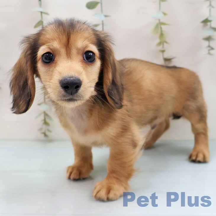 ミニチュア・ダックスフンド