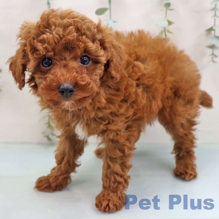 トイ・プードル