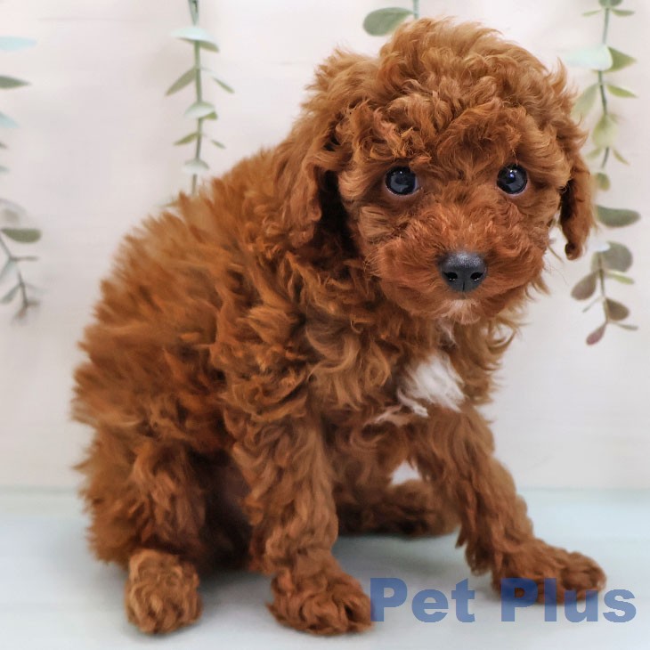 トイ・プードルの写真2