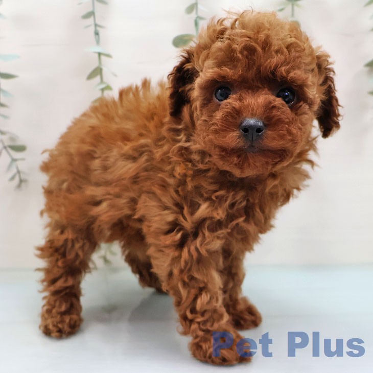 トイ・プードル