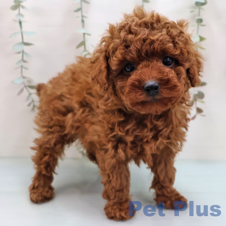 トイ・プードル