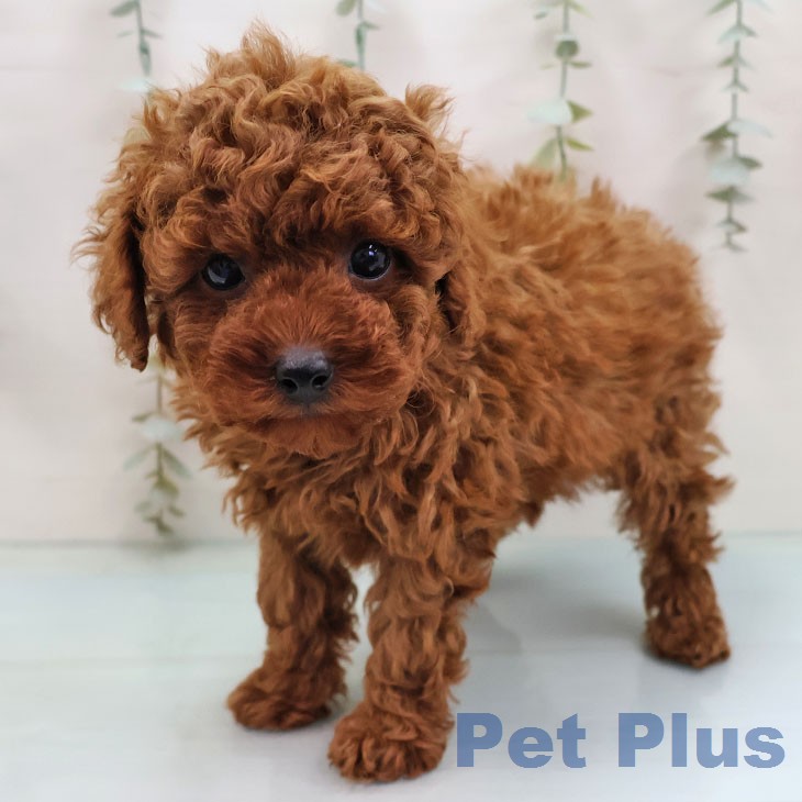 トイ・プードル