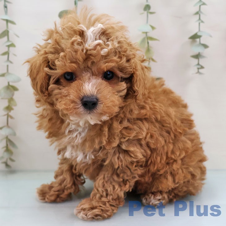 トイ・プードルの写真2