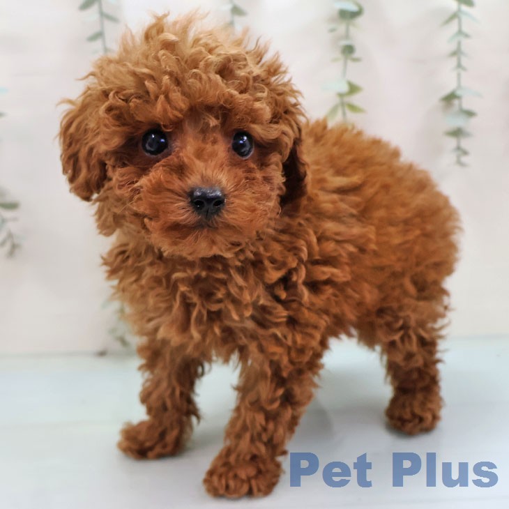 トイ・プードル