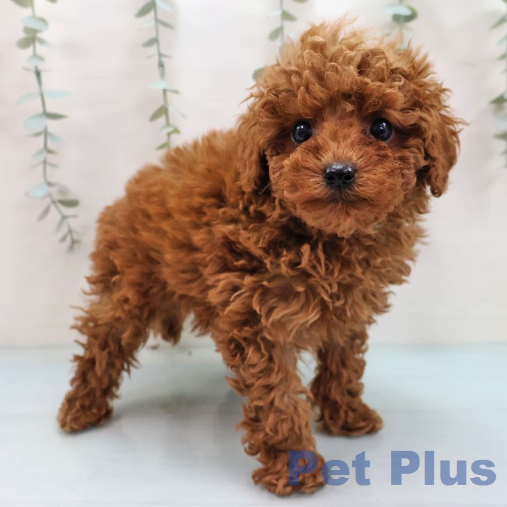 トイ・プードルの写真2