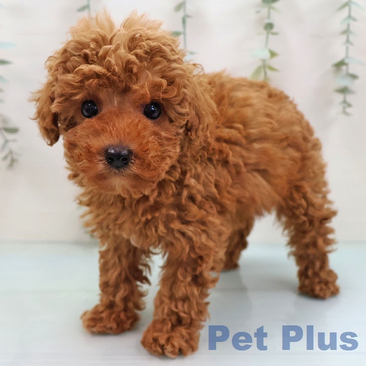 トイ・プードルの写真2