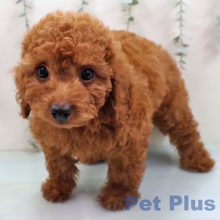 トイ・プードル