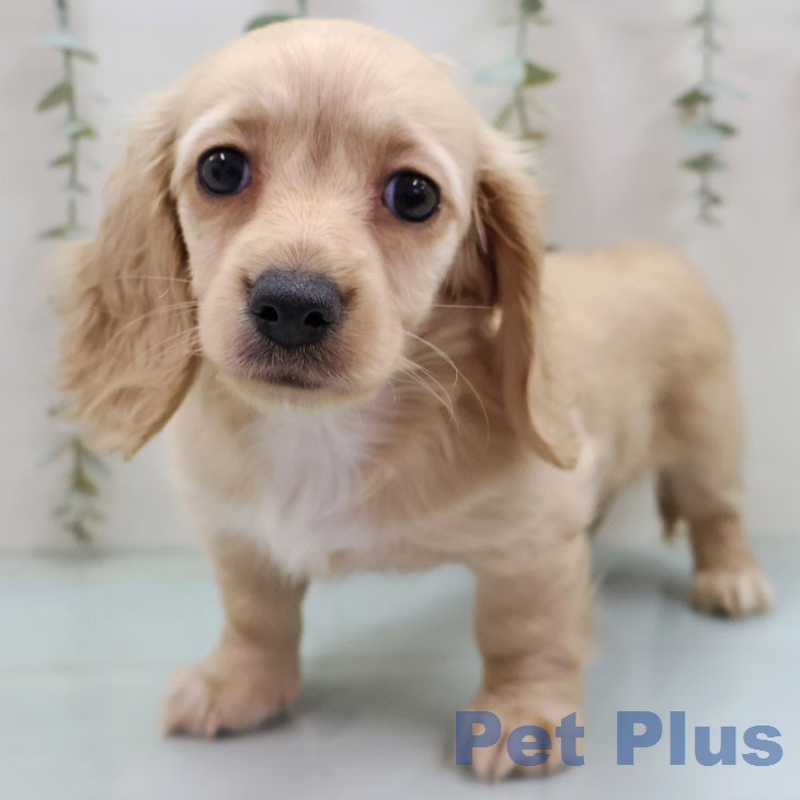 カニーンヘン・ダックスフンド