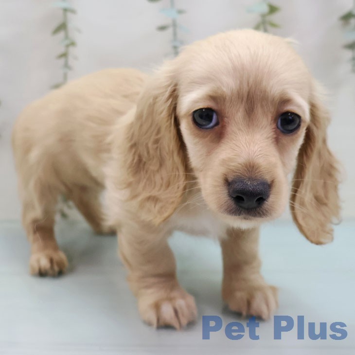 カニーンヘン・ダックスフンドの写真2