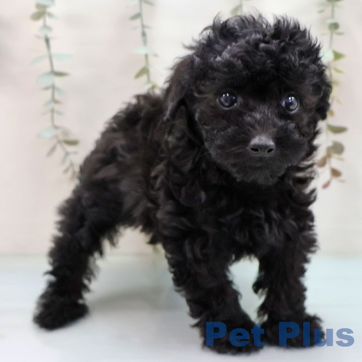 トイ・プードル