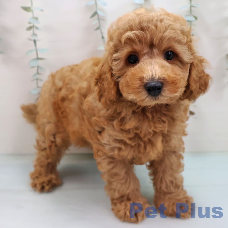 トイ・プードル