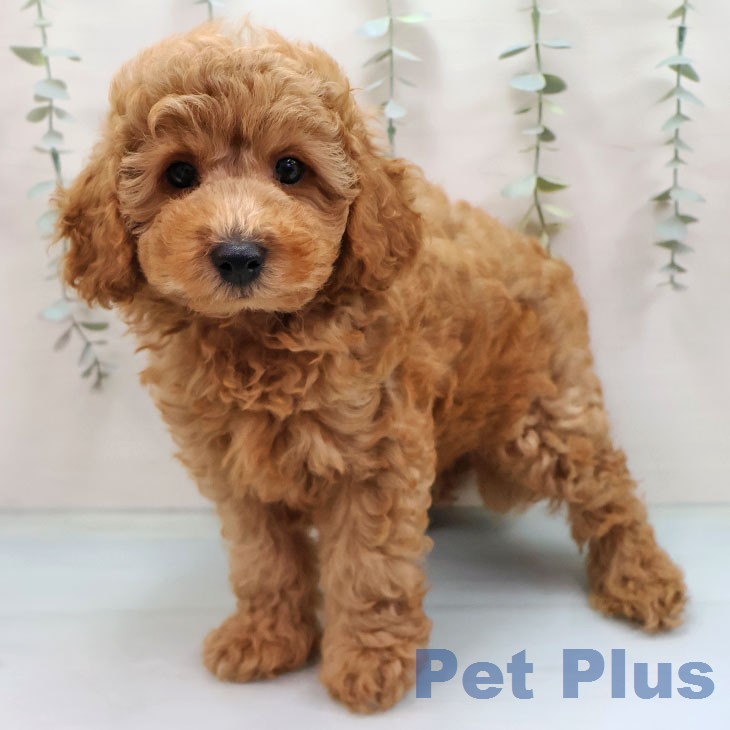 トイ・プードルの写真2