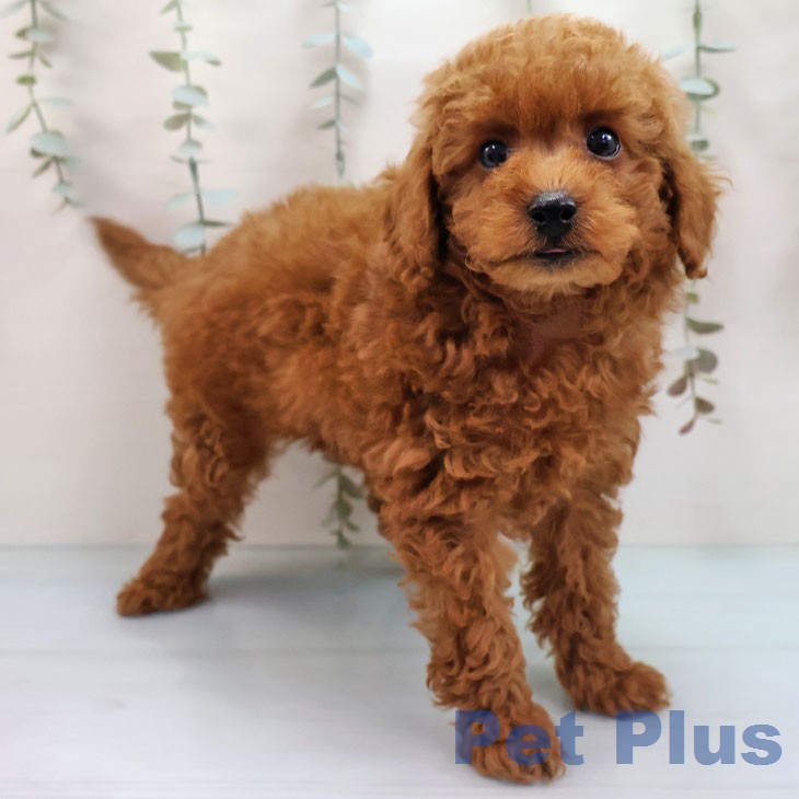 トイ・プードルの写真2