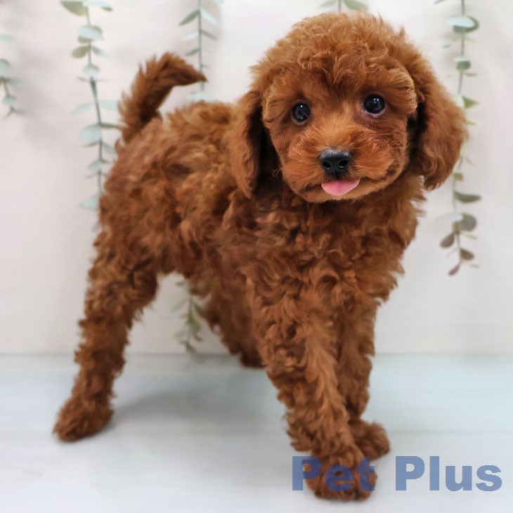 トイ・プードル