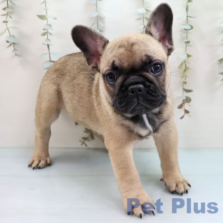 フレンチ・ブルドッグ