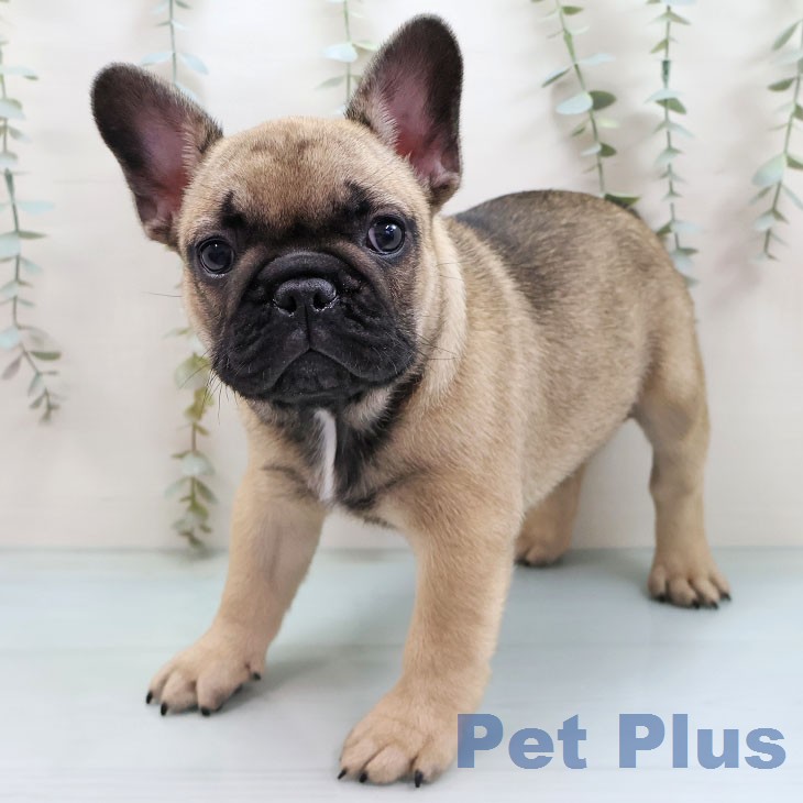 フレンチ・ブルドッグ