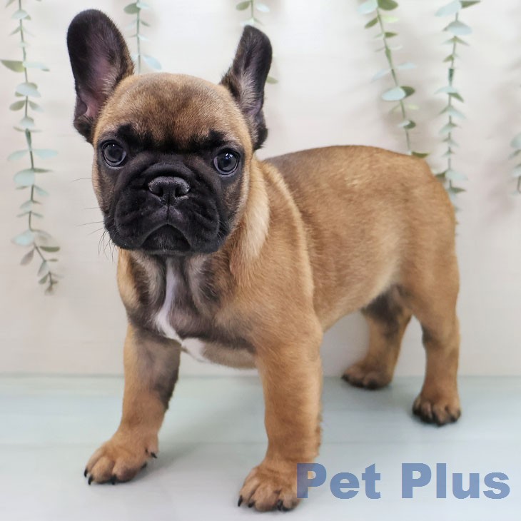 フレンチ・ブルドッグ