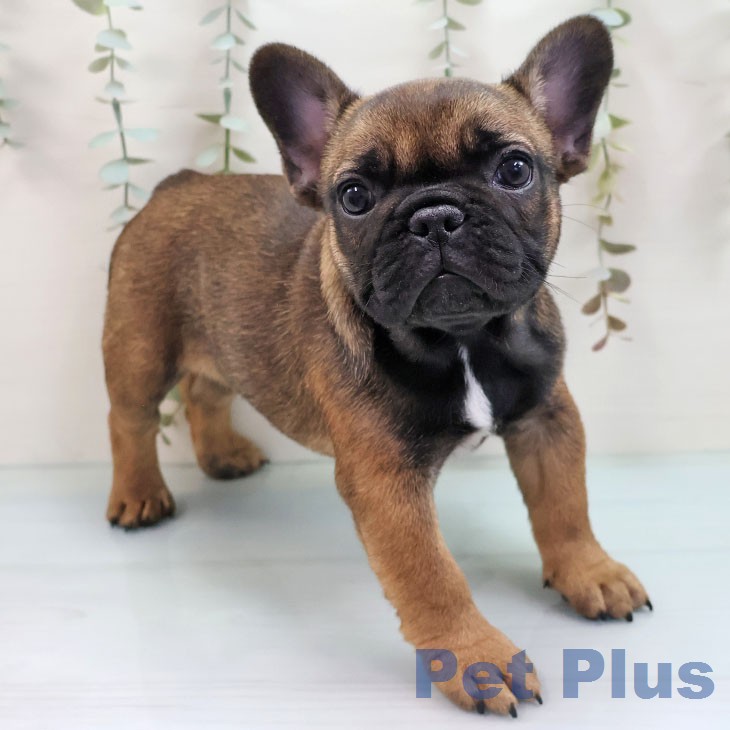 フレンチ・ブルドッグ