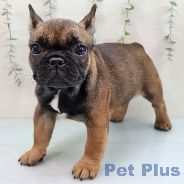 フレンチ・ブルドッグの写真2