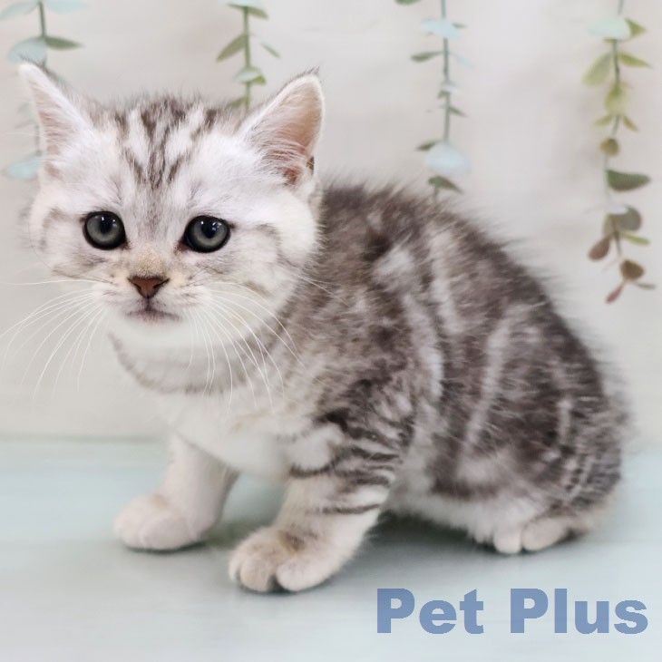 マンチカンの写真2