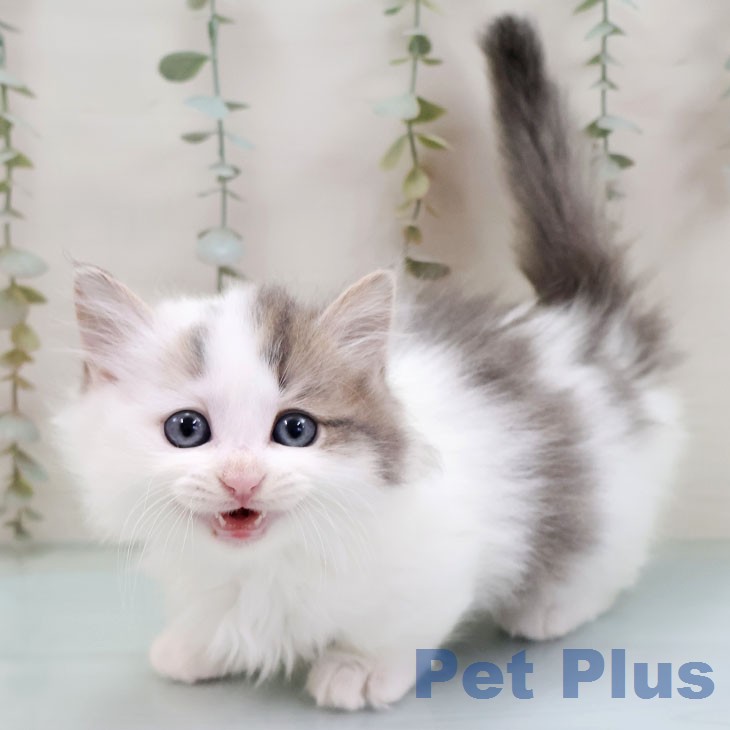 マンチカンの写真2