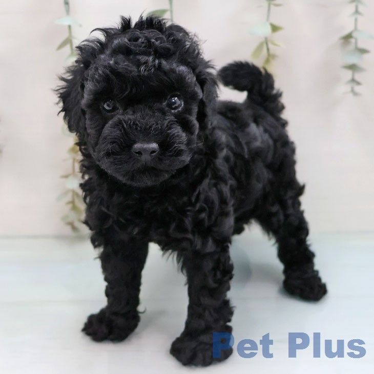 トイ・プードル