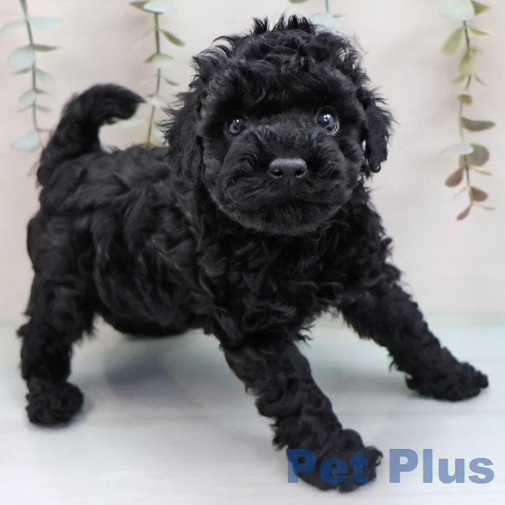 トイ・プードル