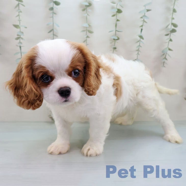 キャバリア・キングチャールズ・スパニエル