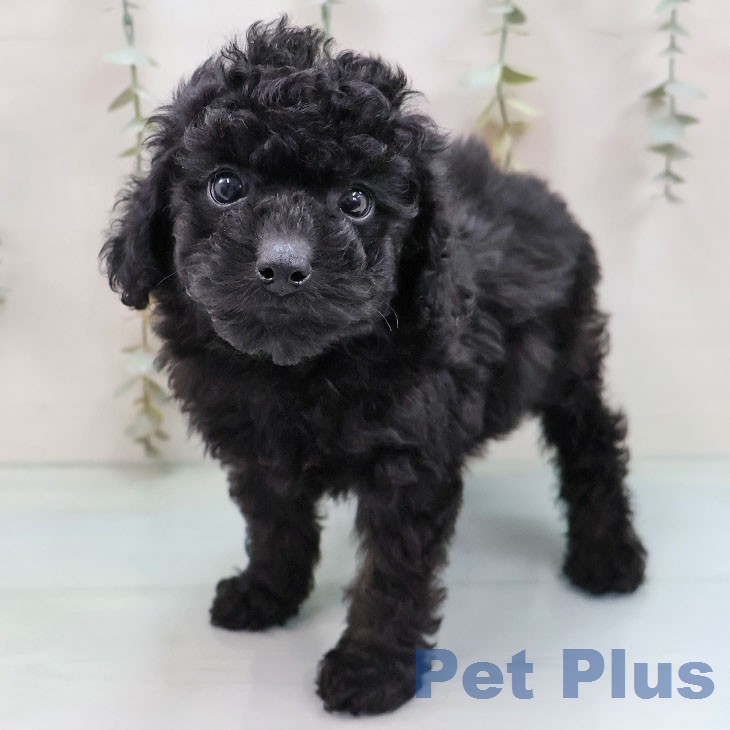 トイ・プードル