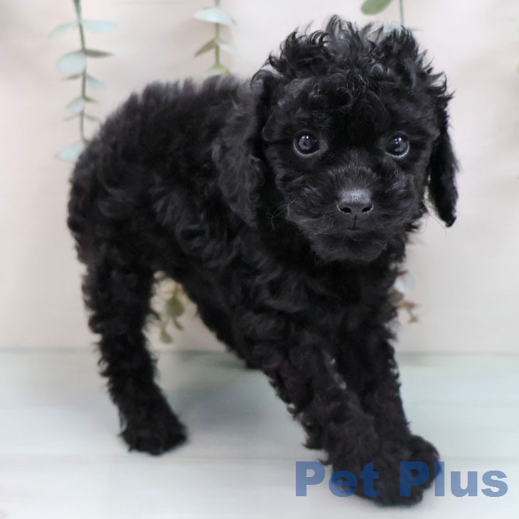 トイ・プードル