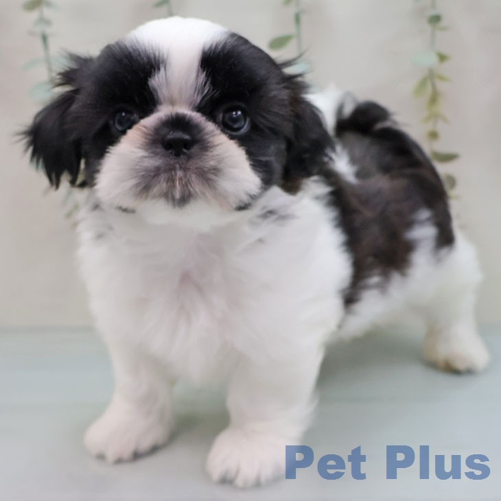 シー・ズーの写真2